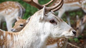 «Дом лани» в Зеленограде временно закроют из-за брачного периода животных