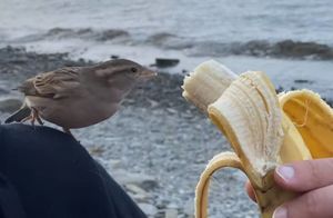 Видео: Пара спасла воробья, и птичка решила остаться жить с людьми