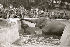 Слоны тушили «зажигалки», а гадюки грелись в котельной: Как во время войны спасали зверей в советски