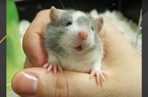 Видео: Почему американка тратит время и силы на спасение сотен беременных крыс