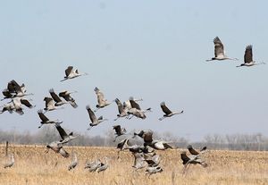 Народный календарь. Каких птиц нужно прогнать 30 октября, чтобы избежать беды