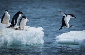Видео: В чем связь между Венерой и пингвинами, и почему к этим животным сложно подойти