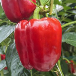 Как вырастить болгарский перец в теплице? Полезные советы