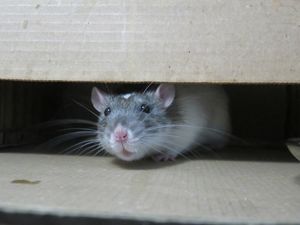Крысы и мыши в доме шумят как слоны. Но моя соседка посоветовала мне использовать лавровый лист