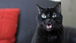 Понимает ли Кот, что ему говорит человек?