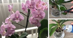 8 распространённых ошибок в уходе за орхидеями: не допускайте их  и обильное цветение обеспечено