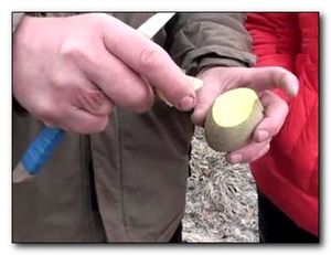 Способы размножения картофеля: как резать клубни
