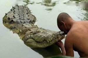 Крокодил-вегетерианец из Индийского храма уже больше 70 лет питается одним рисом