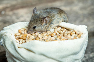 Какой отпугиватель крыс и мышей лучше?