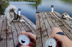 Видео: Забавный пес из Канады так увлеченно почесывался, что оказался в озере