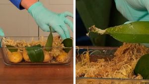 6 нетрадиционных методов размножения орхидеи, которые, тем не менее, работают