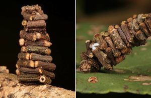 Архитекторы животного мира: 15 крохотных домиков, которые построили гусеницы