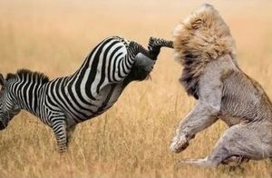 Видео: Почему львы перестали охотиться на зебр
