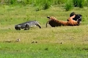 Охотящийся тигр не ожидал, что сзади к нему подойдет крокодил: безумные битвы животных