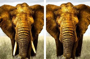Слоны без бивней, змеи с токсинами в коже — 11 зверей, эволюционировавших из-за людей