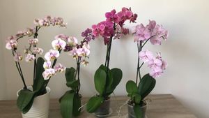 Чем подкормить орхидею осенью, чтобы мигом нарастила много цветов и корней