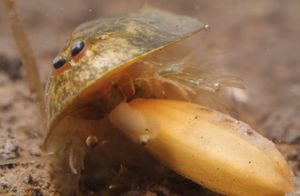 Видео: Как крошечные креветки из океана попадают на рисовые поля и уничтожают урожай