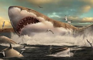 Как акулы смогли прожить на планете 400 млн лет и выжить во всех массовых вымираниях
