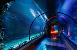 Как сооружают подводные тоннели, и какое отношение к ним имеют черви