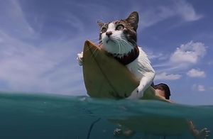 Видео: Кот, которому для счастья нужен океан, волны и доска для серфинга