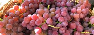 11 лучших сортов винограда, которые помогут вам создать неповторимое домашнее вино
