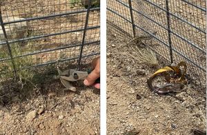 Смешное видео: женщина помогла ящерице выбраться на волю, но та тут же застряла вновь
