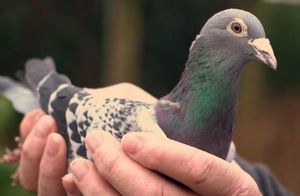 ​Видео: Зачем в царской России и СССР разводили голубей и строили голубятни