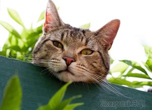 10 гуманных способов, как отвадить котов от грядок
