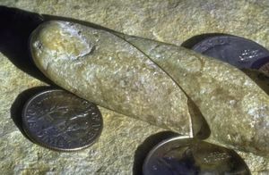Видео: Окаменелый палец возрастом 100 000 000 лет, ароматный аметист и другие находки