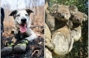 12 фото о том, как псу из Австралии вручили золотую медаль за спасение коал