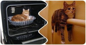 20 забавных примеров того, что кошки всегда найдут как согреться