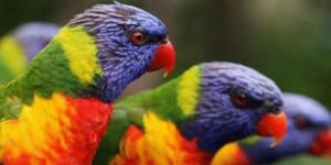 Разноцветные животные с яркой радужной окраской