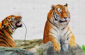 Что будет, если тигр лишится клыков, и почему спасать животных не всегда хорошо