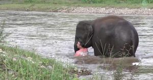 В Таиланде слон кинулся спасать смотрителя, который сделал вид, что тонет