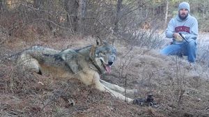 Как охотники спасали волка из капкана