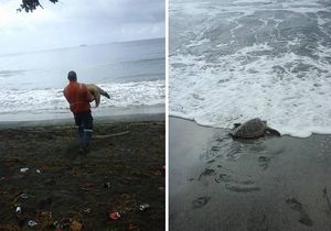 Мужчина покупает черепах на продовольственном рынке и отпускает их обратно в море  (5 фото)