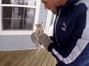 Семья оживила замерзшего котенка, найденного под снегом