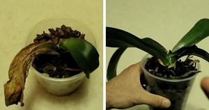 Покупайте в магазине за копейки сухие и еле живые орхидеи и дайте им вторую жизнь. Восстановление орхидеи