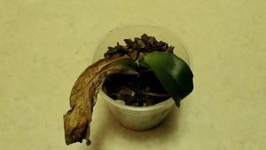 Как восстановить еле живую орхидею