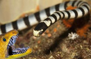 Видео: Плоскохвост — очень ядовитая змея, которая любит полакомиться муренами