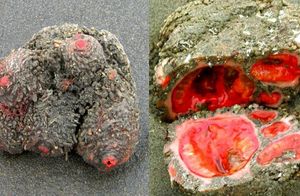 Камень, разрезав который можно очень сильно удивиться — факты о «живых скалах»