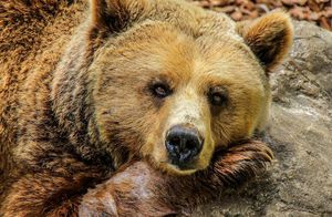 Может ли искусственный интеллект различать разновидности медведей