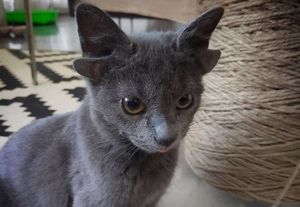 Кот-мутант с четырьмя ушами покорил пользователей Сети и нашел хозяев