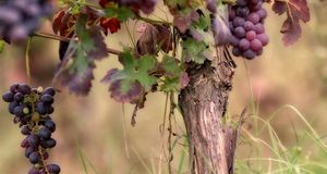 Подготовка винограда к зиме: возможные проблемы и ошибки