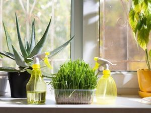 5 растений, что отлично увлажняют воздух в квартире
