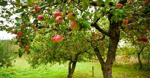 Можно ли закапывать опавшие яблоки в саду