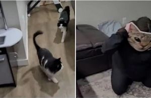 Видео: Реакция кошек на появление хозяйки в маске кота