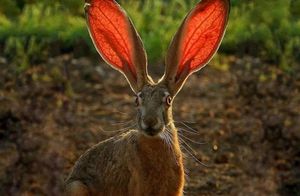 Видео: Зачем зайцам такие длинные уши, и не только чтобы лучше слышать