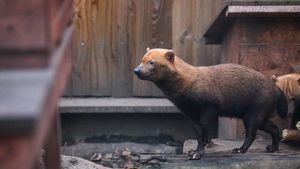 Спят усталые сурки: животные Московского зоопарка постепенно впадают в спячку