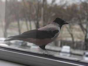 Ворона села на окно: приметы